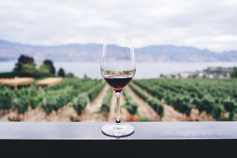 Vinhedos em socalcos no Vale do Douro